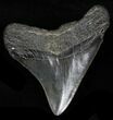 Fossil Megalodon Tooth - Georgia #32647-1